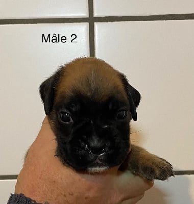 Les chiots de Boxer