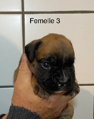 Les chiots de Boxer