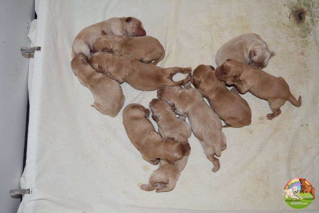 CHIOT 10 - Golden Retriever