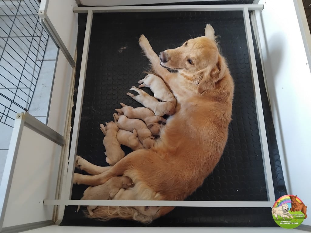 Femelle 1 - Golden Retriever