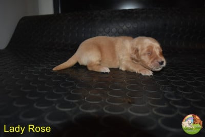 Les chiots de Golden Retriever