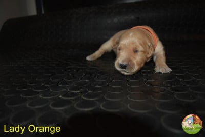 Les chiots de Golden Retriever