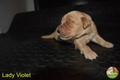 Les chiots de Golden Retriever