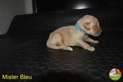 Les chiots de Golden Retriever