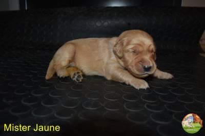 Les chiots de Golden Retriever