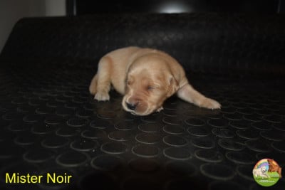 Les chiots de Golden Retriever