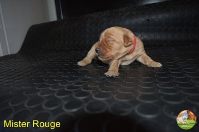 Les chiots de Golden Retriever