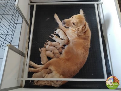 Les chiots de Golden Retriever
