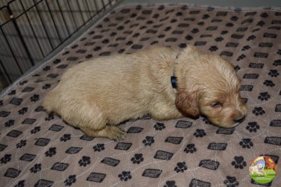 Les chiots de Golden Retriever
