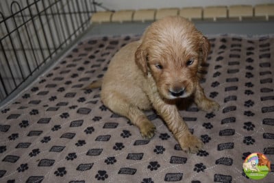 Les chiots de Golden Retriever