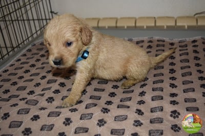 Les chiots de Golden Retriever