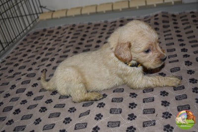Les chiots de Golden Retriever