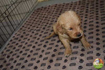 Les chiots de Golden Retriever