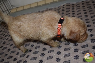 Les chiots de Golden Retriever