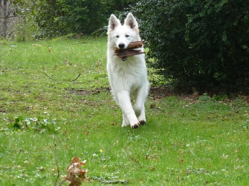 Fandora De La Divine Blanche