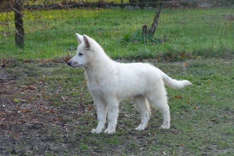 Fandora De La Divine Blanche