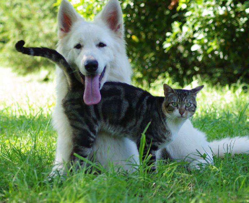 Hinata jewel of sunshine De La Divine Blanche