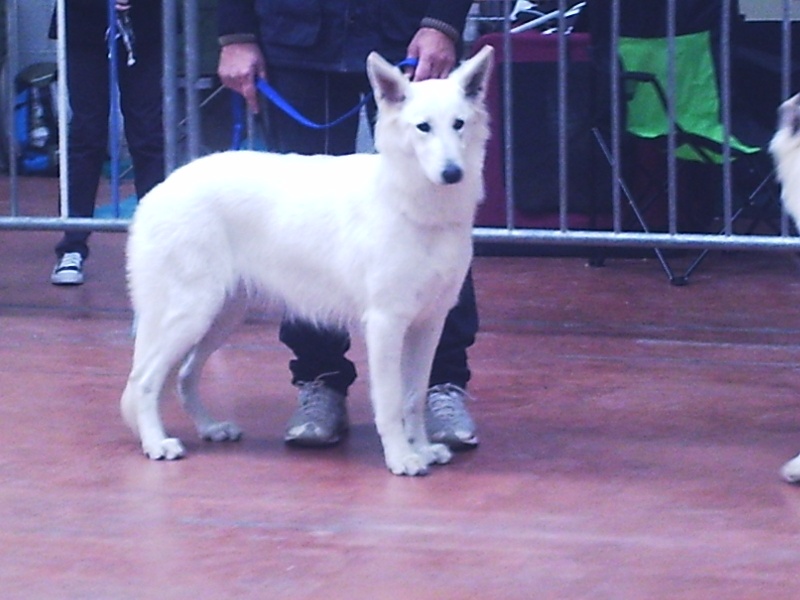 Diva of trebons berger blanc