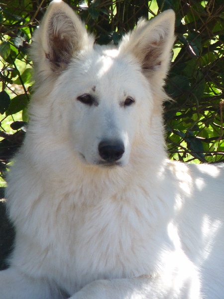 Fandora De La Divine Blanche