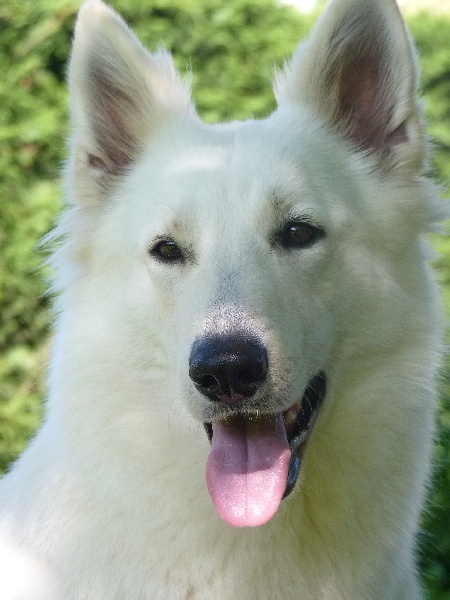 Diva of trebons berger blanc