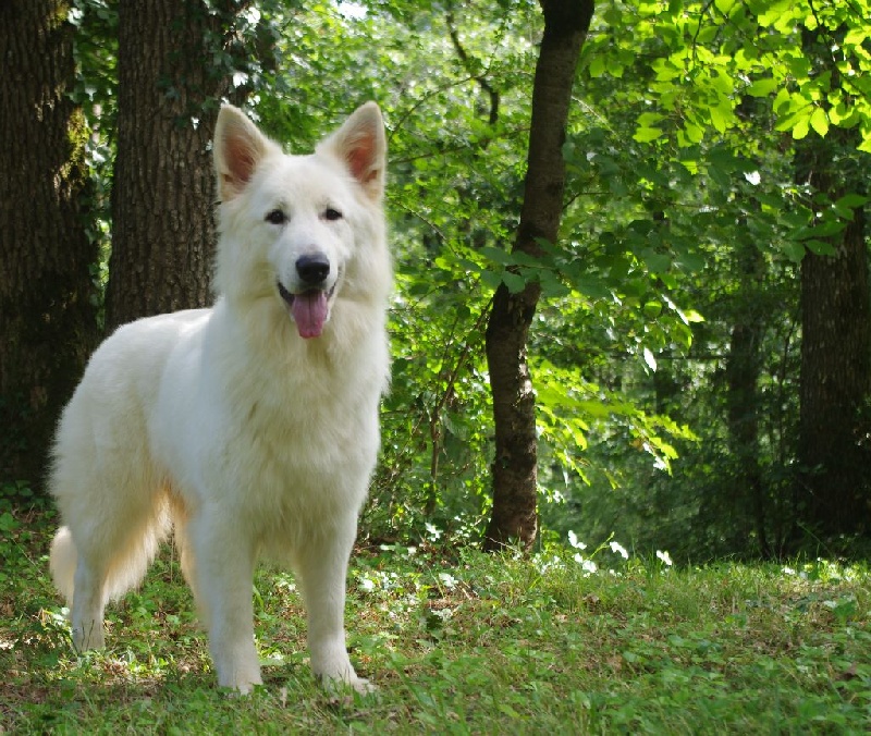 Hinata jewel of sunshine De La Divine Blanche