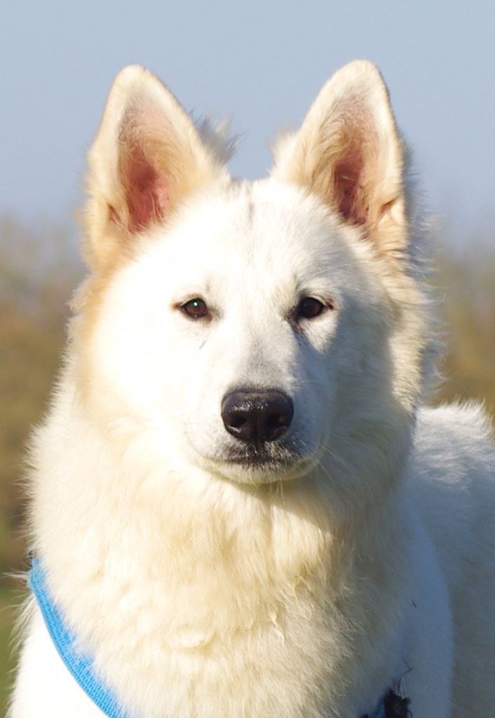 Nymph sybéria De La Divine Blanche