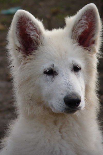 Fandora De La Divine Blanche