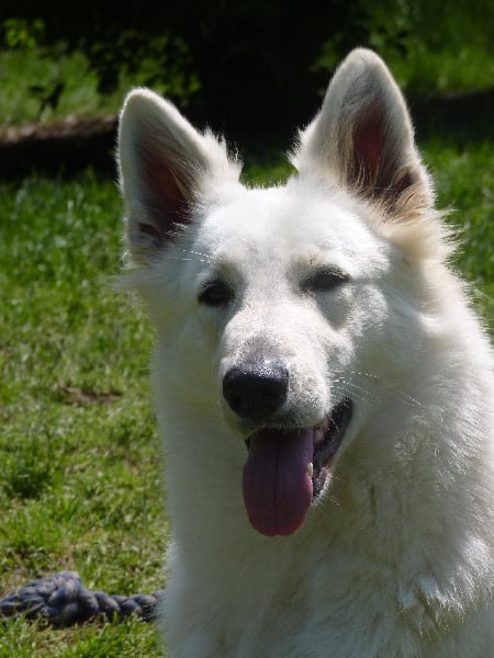 Diva of trebons berger blanc