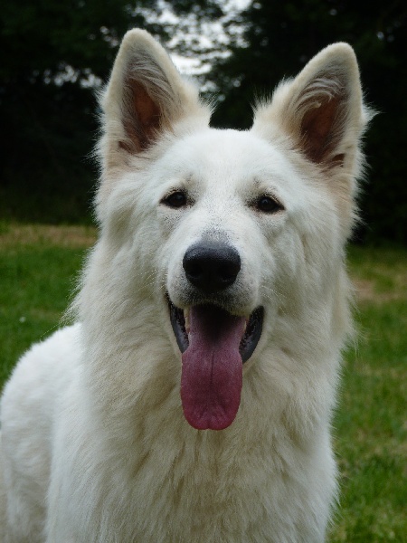 Fandora De La Divine Blanche