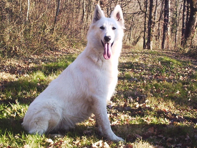 Diva of trebons berger blanc