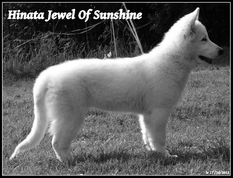 Hinata jewel of sunshine De La Divine Blanche