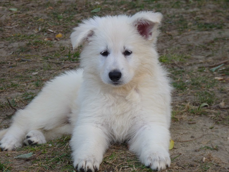 Fandora De La Divine Blanche