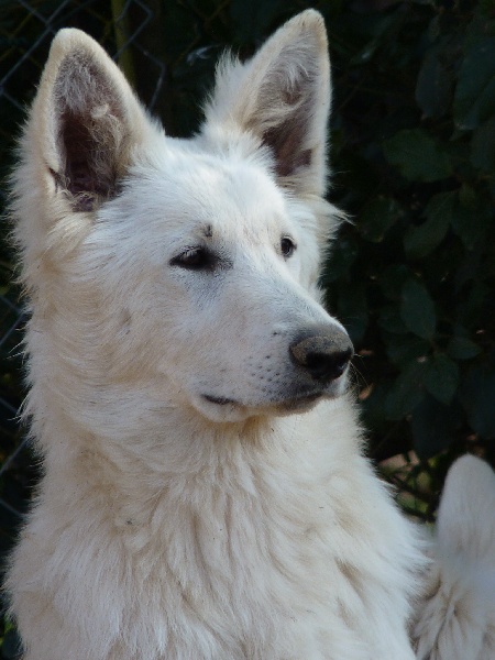 Fandora De La Divine Blanche