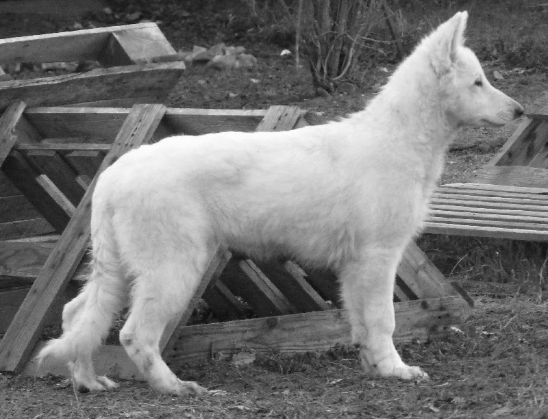 Fandora De La Divine Blanche