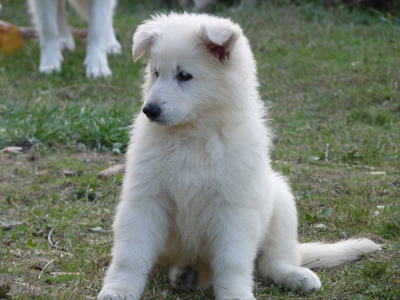 Fandora De La Divine Blanche