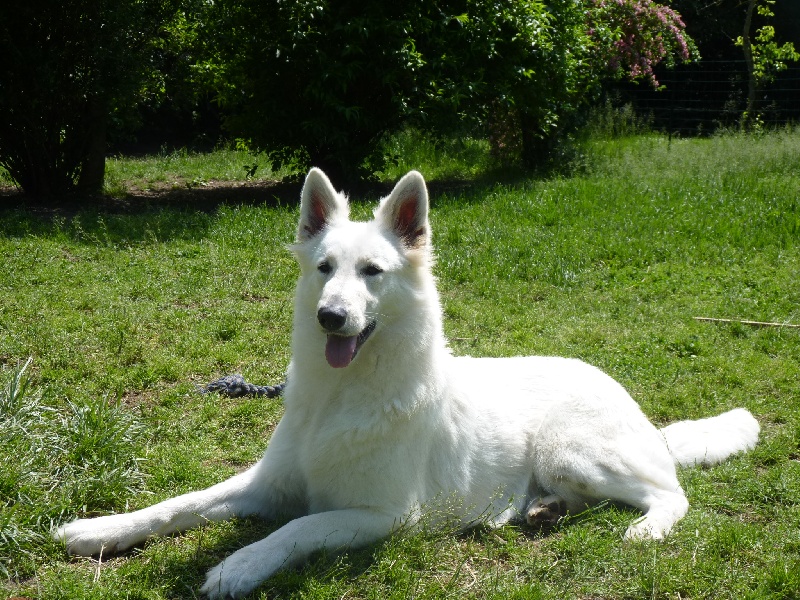 Diva of trebons berger blanc