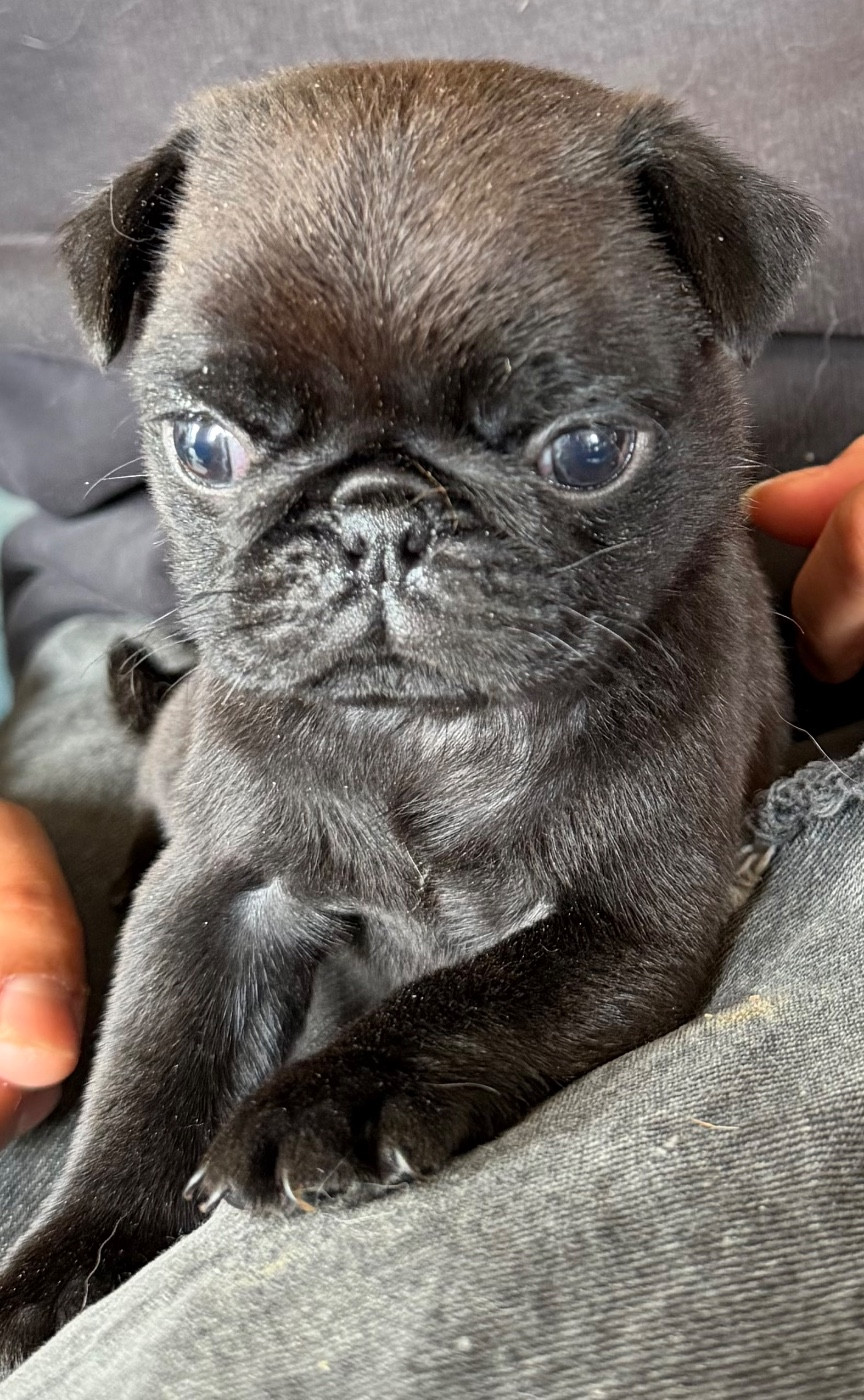 Chiot N°2 - Carlin