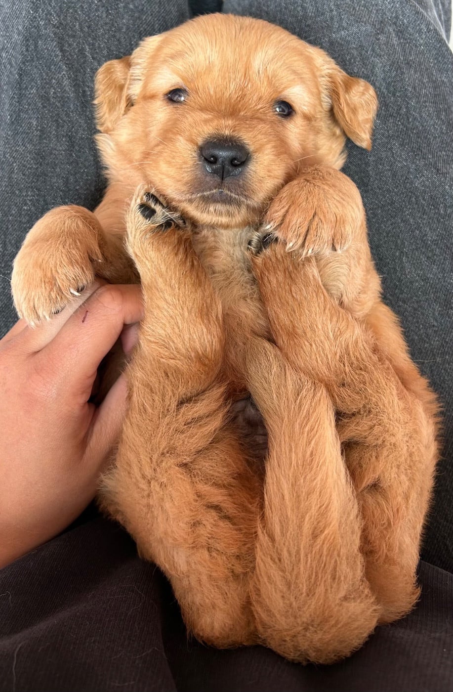 Chiot N°1 - Golden Retriever