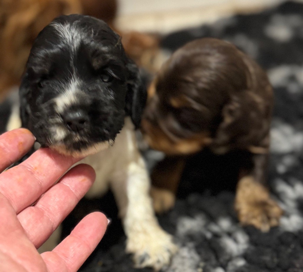 Cocker Spaniel Anglais - de la douce folie