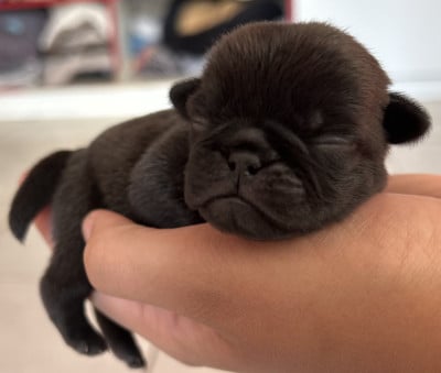 Les chiots de Carlin