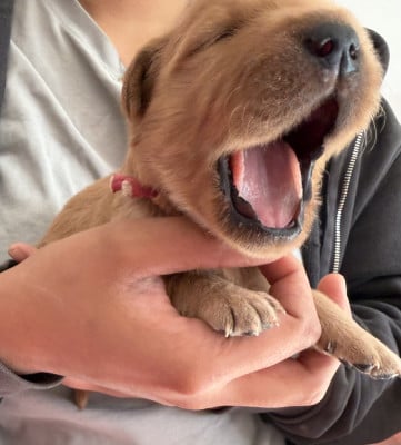 Les chiots de Golden Retriever