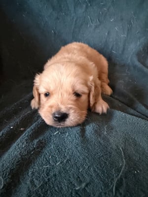 Les chiots de Golden Retriever
