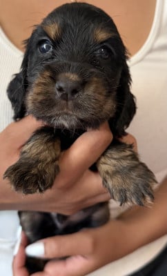 Les chiots de Cocker Spaniel Anglais