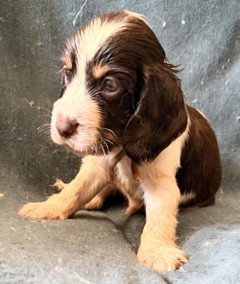 Les chiots de Cocker Spaniel Anglais