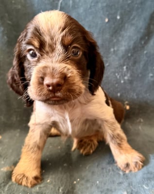 Les chiots de Cocker Spaniel Anglais