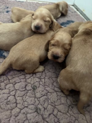 Les chiots de Cocker Spaniel Anglais