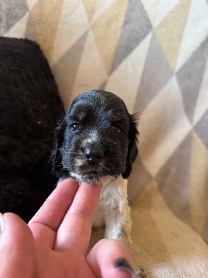 Les chiots de Cocker Spaniel Anglais