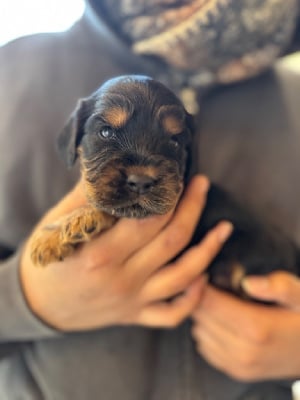 Les chiots de Cocker Spaniel Anglais