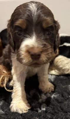 Les chiots de Cocker Spaniel Anglais