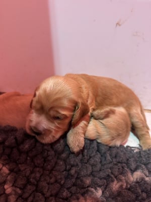 Les chiots de Cocker Spaniel Anglais